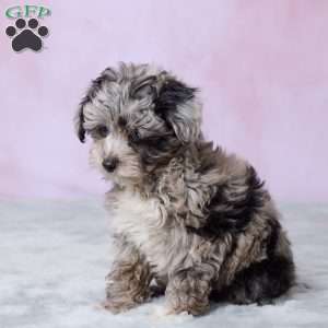 Amber, Mini Aussiedoodle Puppy